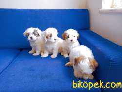 TATLI ŞİRİN MALTİPO YAVRULARI 3