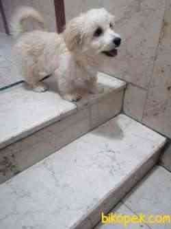 Tatlı Maltipoo 2