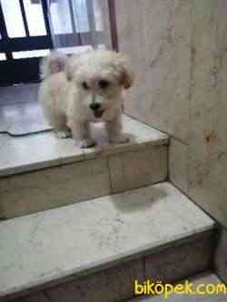 Tatlı Maltipoo 3