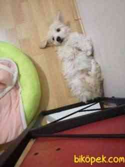 Tatlı Maltipoo 1