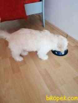 Tatlı Maltipoo 4