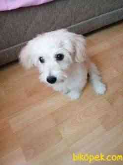 Tatlı Maltipoo 5