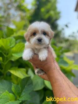 TATLI MALTİPOO 4