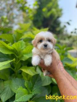 TATLI MALTİPOO 1