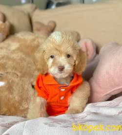 TATLI MALTİPOO YAVRU 2