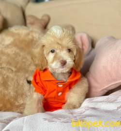 TATLI MALTİPOO YAVRU 1