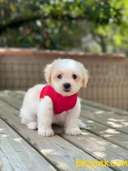 TATLI MALTİPOO YAVRULAR 2