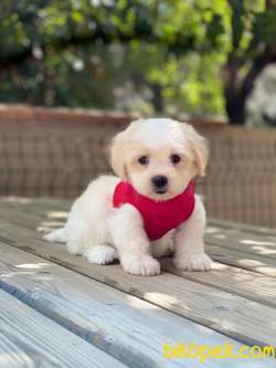TATLI MALTİPOO YAVRULAR 1