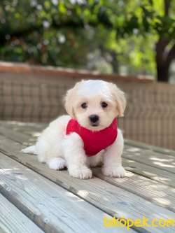 TATLI MALTİPOO YAVRULAR 4