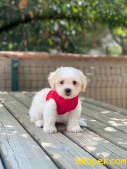 TATLI MALTİPOO YAVRULAR 3