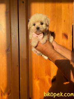 TATLI MALTİPOO YAVRULAR 4