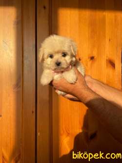 TATLI MALTİPOO YAVRULAR 1