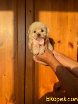TATLI MALTİPOO YAVRULAR 3