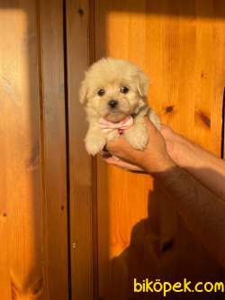 TATLI MALTİPOO YAVRULAR 2