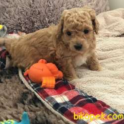 TATLI  MALTIPOO YAVRUMUZ 3