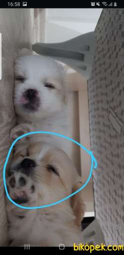 Tatlı Mi Tatlı Yavru 2