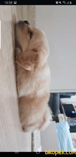 Tatlı Mi Tatlı Yavru 3