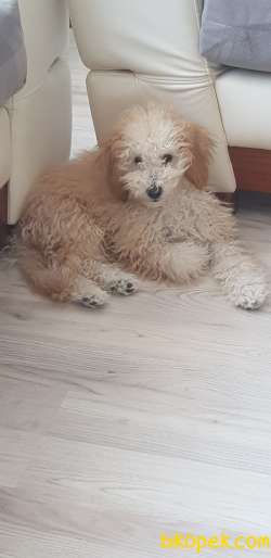 Tatlı Oğlumuzu Sahiplendiriyoruz 1