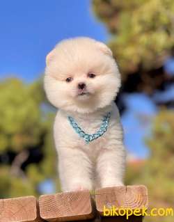 TATLI POMERANİAN BOO 1