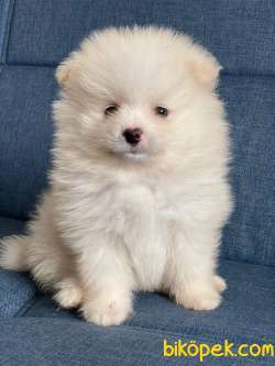 TATLI POMERANİAN BOO 4