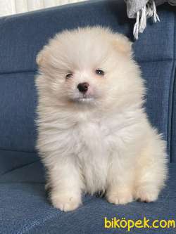 TATLI POMERANİAN BOO 3
