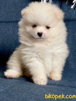 TATLI POMERANİAN BOO 1