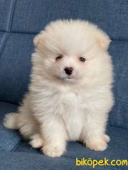 TATLI POMERANİAN BOO 2