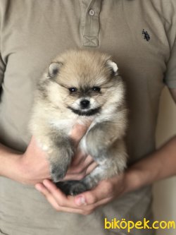 Tatlı Pomeranian Boo Yavrularımız 1