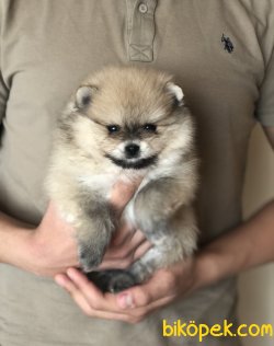 Tatlı Pomeranian Boo Yavrularımız 3