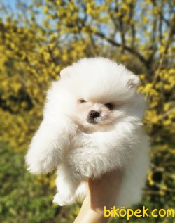 Tatlı Pomeranian Boo Yavrularımız 4