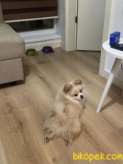 Tatlı Pomeranian Yavru 2