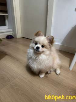Tatlı Pomeranian Yavru 1