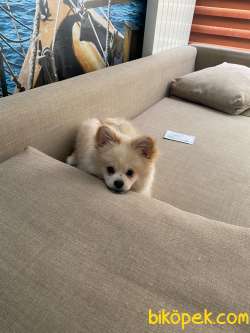 Tatlı Pomeranian Yavru 3