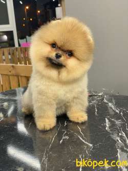 TATLI SERT BAKIŞLI TEDDYFACE OGLUMUZ 4