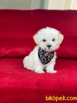 TATLI TADINDA MALTİPOO YAVRULARIMIZ 5