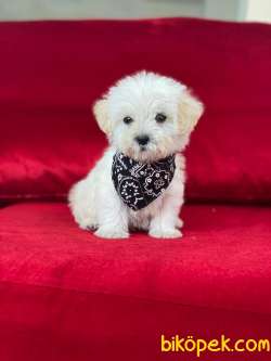 TATLI TADINDA MALTİPOO YAVRULARIMIZ 4