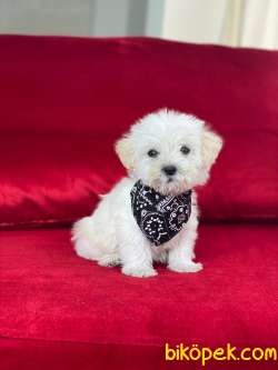 TATLI TADINDA MALTİPOO YAVRULARIMIZ 1