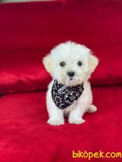 TATLI TADINDA MALTİPOO YAVRULARIMIZ 3
