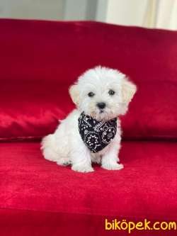 TATLI TADINDA MALTİPOO YAVRULARIMIZ 2