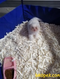 Tatlı Toy Poodle 3