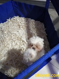 Tatlı Toy Poodle 1