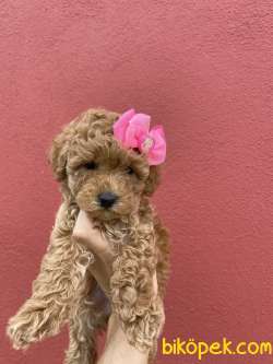 Tatlı Toy Poodle Bebeklerimiz 2