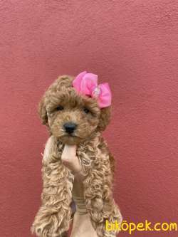 Tatlı Toy Poodle Bebeklerimiz 1