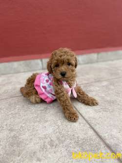 Tatlı Toy Poodle Bebeklerimiz 3