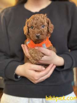 TATLI TOY POODLE YAVRULARI 3