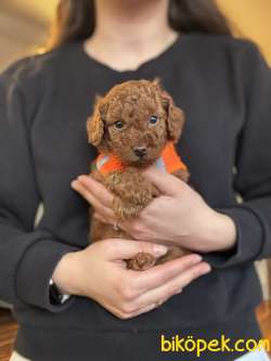 TATLI TOY POODLE YAVRULARI