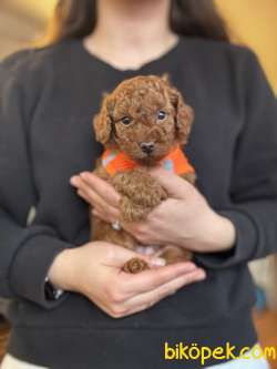 TATLI TOY POODLE YAVRULARI 2