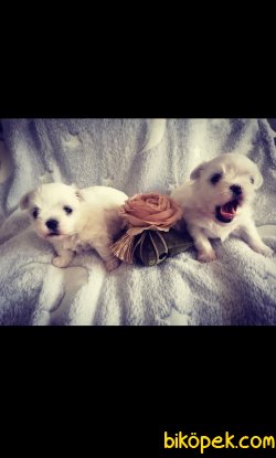 Tatlı Ve Mükemmel Maltese Yavrular 3