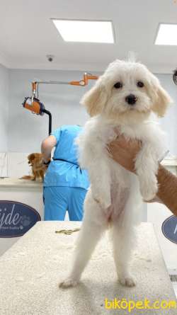 Tatlı Yaramaz Maltipoo 3