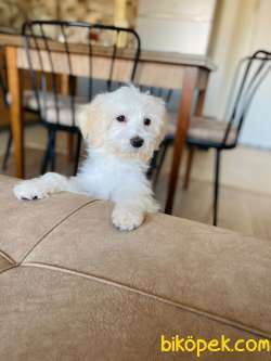 Tatlı Yaramaz Maltipoo 1